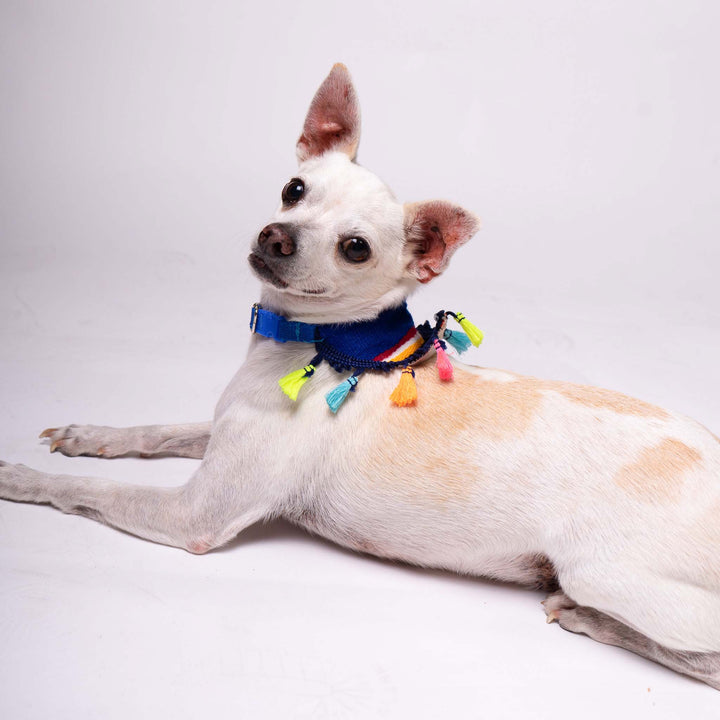 Pet Banderita Bandana | Banderita Bandana | Ikal Cultura LLC