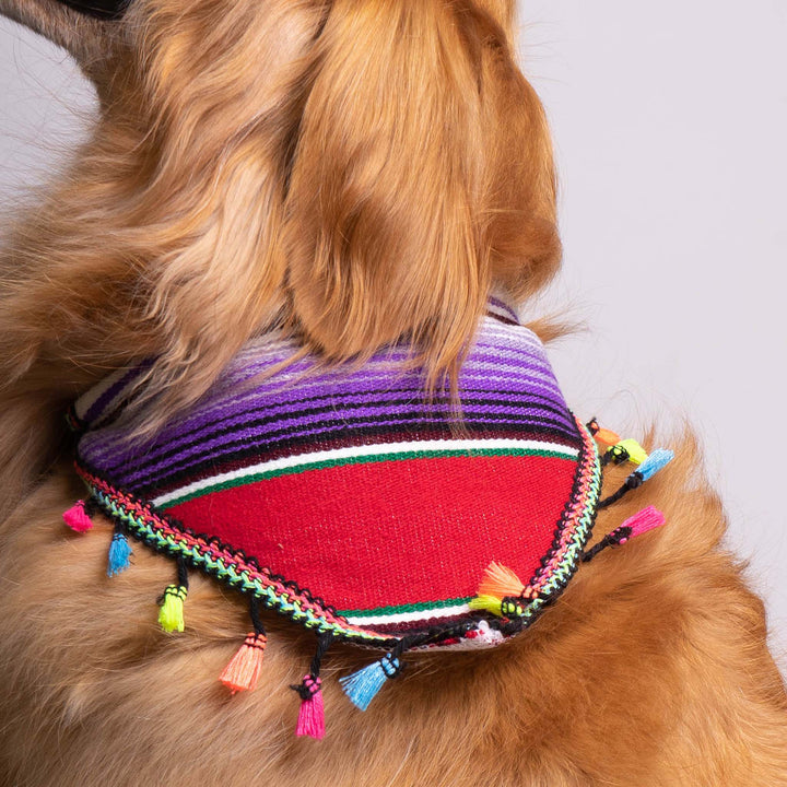 Pet Banderita Bandana | Banderita Bandana | Ikal Cultura LLC