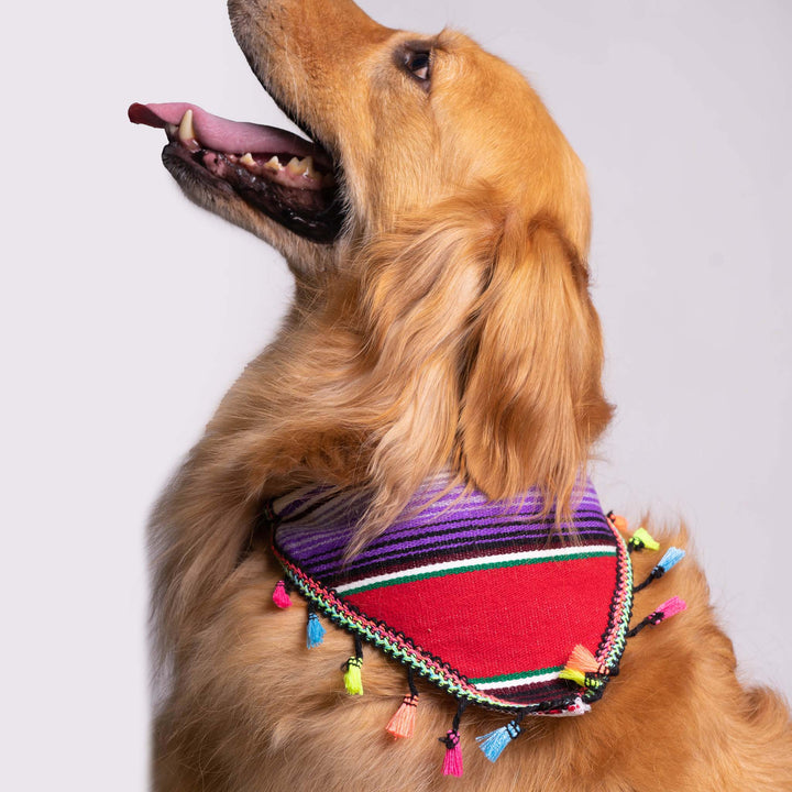 Pet Banderita Bandana | Banderita Bandana | Ikal Cultura LLC